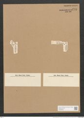 Stauroneis septentrionalis Grun. (de-Toni-Nr.: Genus 6, Species 934) Zeichnungen Sammlung Grunow Nr. 1791 (NHMW-BOT-W0368695)